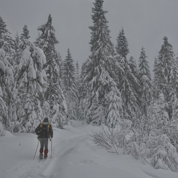 Person skiing through a snowy forest with snow-covered trees